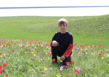 Цветение тюльпанов в Ростовской области