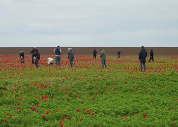 Цветение диких тюльпанов в заповеднике Ростовский - репортаж о событии