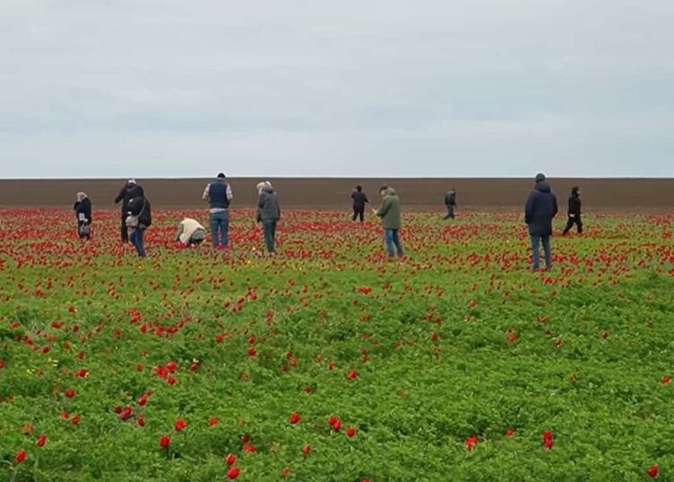 Фестиваль тюльпанов Воспетая степь Ростовской области Футбол ЮФОСКФО Цветение диких тюльпанов в заповеднике Ростовский репортаж о событии